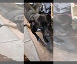 Small #2 American Pit Bull Terrier-Labrador Retriever Mix