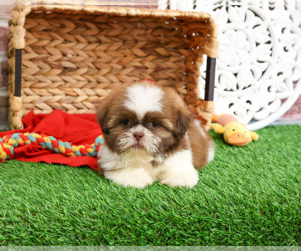 Medium Photo #13 Shih Tzu Puppy For Sale in SYRACUSE, IN, USA