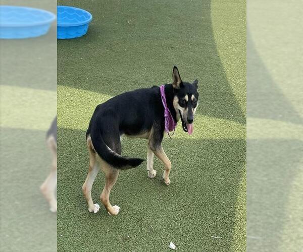 Medium Photo #2 German Shepherd Dog-Unknown Mix Puppy For Sale in Pasadena, TX, USA