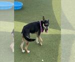 Small #1 German Shepherd Dog Mix