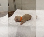 Small #2 Dachshund