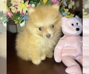 Pomeranian Puppy for sale in FAYETTEVILLE, NC, USA