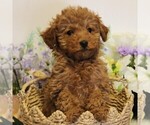 Small #1 Poodle (Toy)