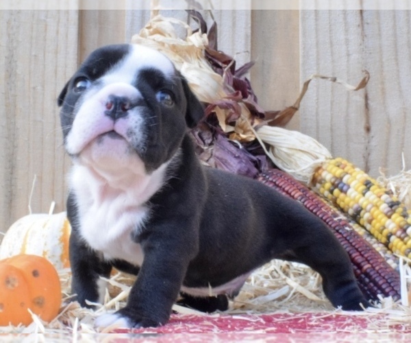 Medium Photo #3 Bulldog Puppy For Sale in JACKSONVILLE, FL, USA