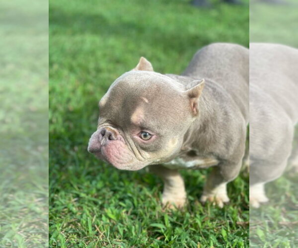 Medium Photo #2 Mutt Puppy For Sale in Spotsylvania, VA, USA
