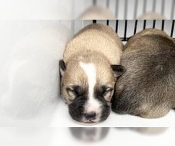 Medium Photo #2 Labrador Retriever Puppy For Sale in Houston, TX, USA