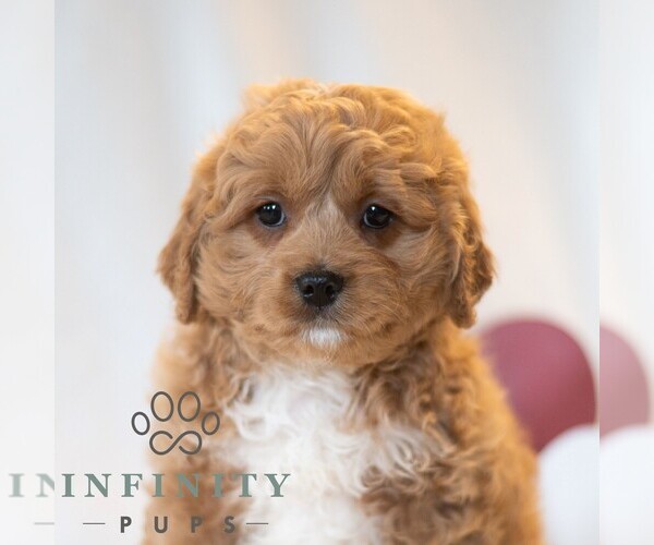 Medium Photo #4 Cavapoo (Miniature) Puppy For Sale in DORNSIFE, PA, USA