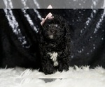 Small Photo #35 Poodle (Miniature) Puppy For Sale in WARSAW, IN, USA