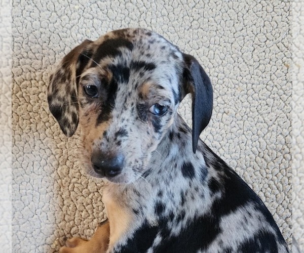 Full screen Photo #11 Catahoula Leopard Dog Puppy For Sale in CUMBY, TX, USA