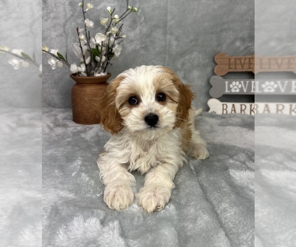 Medium Photo #5 Cavapoo (Standard) Puppy For Sale in GREENFIELD, IN, USA