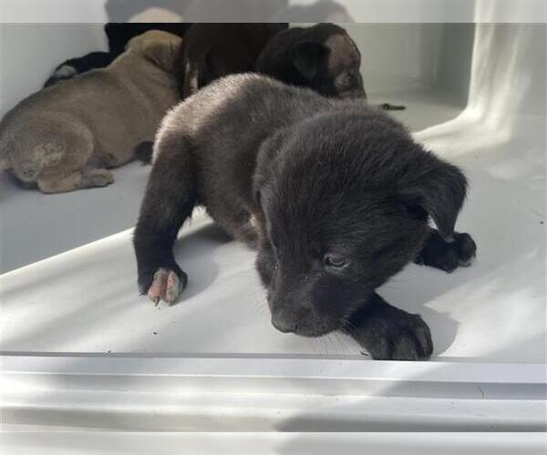 Medium Photo #1 Siberian Husky-Unknown Mix Puppy For Sale in Houston, TX, USA