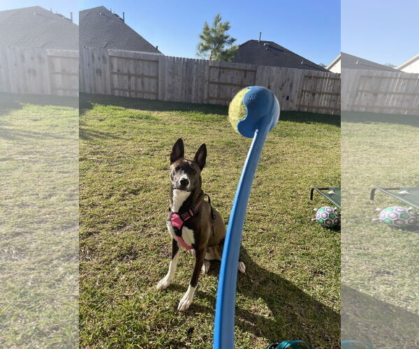 Medium Photo #5 German Shepherd Dog-Unknown Mix Puppy For Sale in The Woodlands, TX, USA