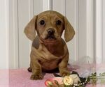 Small Dachshund