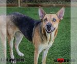Small Photo #2 German Shepherd Dog-Unknown Mix Puppy For Sale in Maryville, TN, USA
