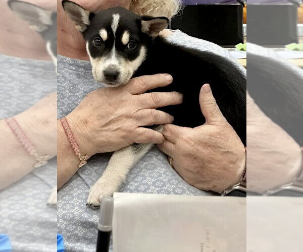 Medium Photo #2 Labsky Puppy For Sale in Hillsboro, MO, USA