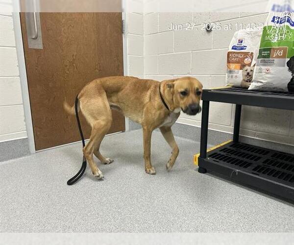 Medium Photo #1 Black Mouth Cur Puppy For Sale in Ocala, FL, USA