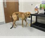 Small Black Mouth Cur
