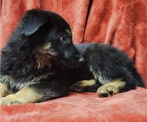 German Shepherd Dog Puppy for sale in CLARKSVILLE, IN, USA