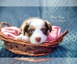 Puppy Boo Boo Australian Shepherd