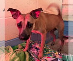 Small Photo #3 Miniature Pinscher-Unknown Mix Puppy For Sale in Tracy City, TN, USA