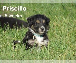 Border Collie Puppy for sale in FREDERICKSBG, OH, USA
