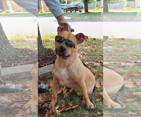 Medium Photo #1  Puppy For Sale in , 