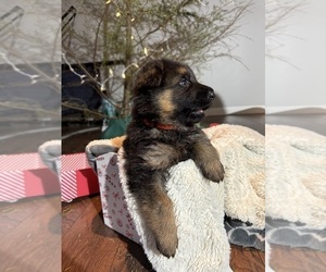 German Shepherd Dog Puppy for sale in KENT, WA, USA