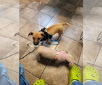 Small #6 Chihuahua Mix