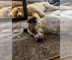 Small #2 Collie Mix