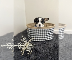 Pembroke Welsh Corgi Puppy for sale in CENTRALIA, IL, USA