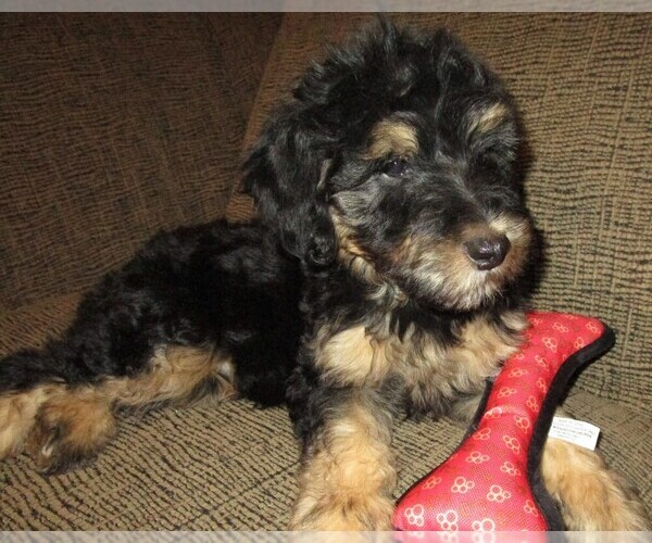 Medium Photo #15 Aussie-Poo Puppy For Sale in LINCOLN, AL, USA