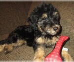 Small Photo #15 Aussie-Poo Puppy For Sale in LINCOLN, AL, USA