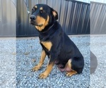 Small Photo #1 Rottweiler Puppy For Sale in MIDDLEBURY, IN, USA
