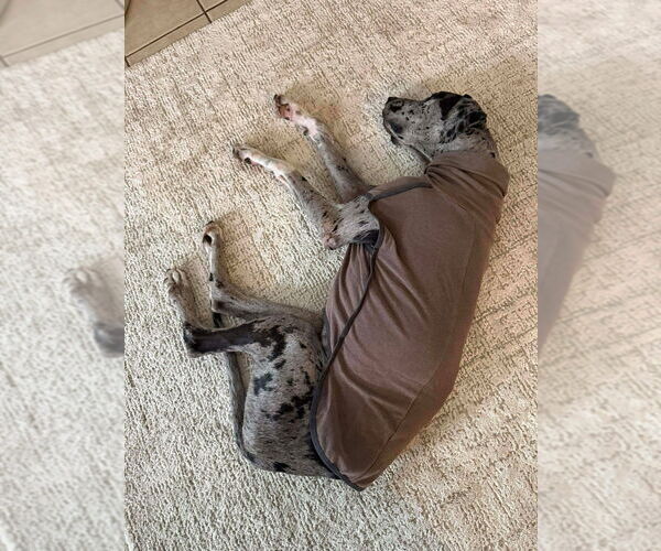 Medium Photo #3 Great Dane Puppy For Sale in Bullard, TX, USA