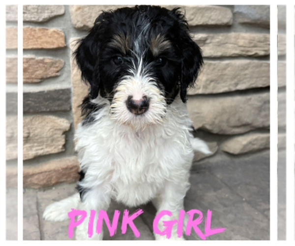 Medium Photo #1 Bernedoodle Puppy For Sale in MEDINA, OH, USA