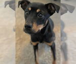 Small #3 Mutt