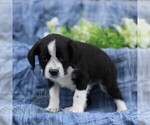 Small #2 Boston Terrier-Cock-A-Poo Mix