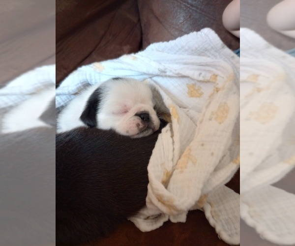 Medium Photo #5 Pug Puppy For Sale in SAINT PAUL, MN, USA