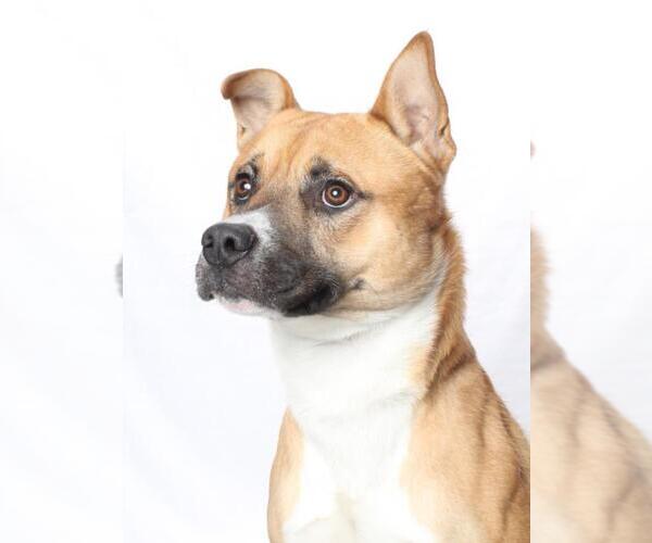 Medium Photo #1 Mutt Puppy For Sale in Burbank, CA, USA