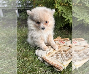 Pomeranian Puppy for sale in MIDDLEBURY, IN, USA