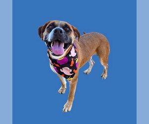 Mutt Dogs for adoption in Bakersfield, CA, USA