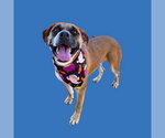 RON - Male Mutt Dog for Adoption - Small photo