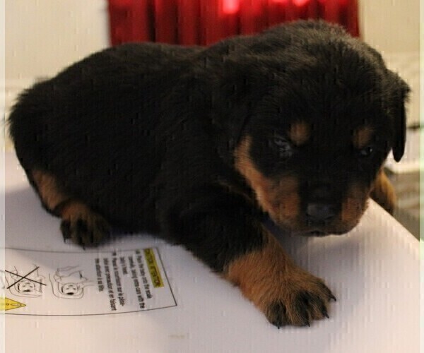 Medium Photo #4 Rottweiler Puppy For Sale in HEMINGWAY, SC, USA