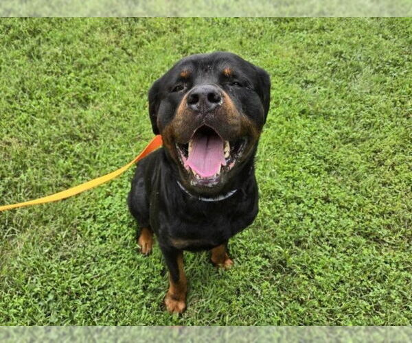 Medium Photo #4 Rottweiler-Unknown Mix Puppy For Sale in Millersville, MD, USA