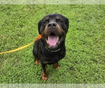 Small #3 Rottweiler Mix