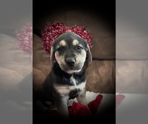 Chesapeake Bay Retriever-English Cream Golden Retriever Mix Puppy for sale in CHANDLER, OK, USA