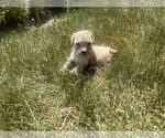 Small #1 Poodle (Toy)