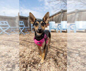 Rat-Cha Dogs for adoption in St. Louis Park, MN, USA