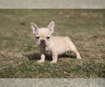 Small Photo #5 French Bulldog Puppy For Sale in MEDINA, OH, USA