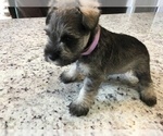 Small Photo #11 Schnauzer (Miniature) Puppy For Sale in VALRICO, FL, USA
